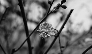 Preview wallpaper flower, blooming, bw, blur, branch