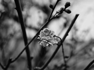 Preview wallpaper flower, blooming, bw, blur, branch