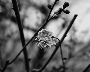 Preview wallpaper flower, blooming, bw, blur, branch