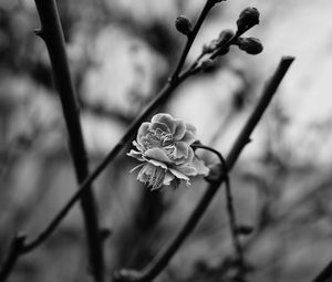 Preview wallpaper flower, blooming, bw, blur, branch