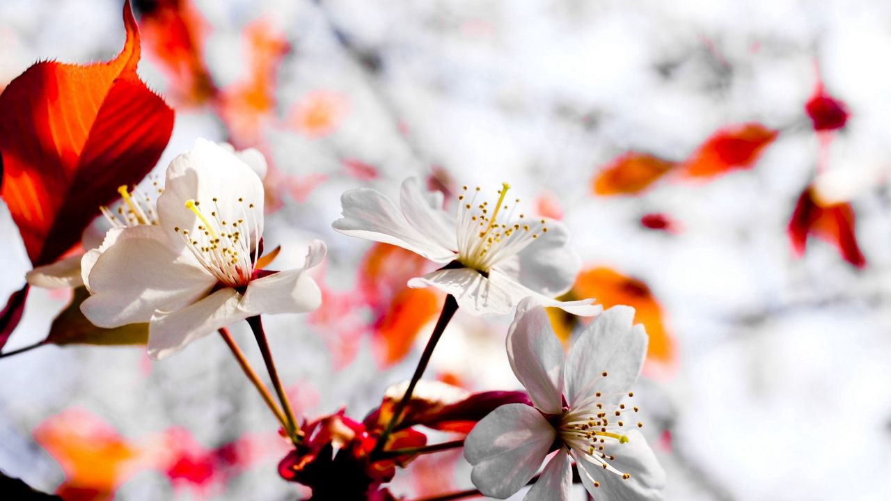 Wallpaper flower, blossom, branch, plant, spring