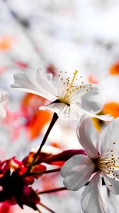 Preview wallpaper flower, blossom, branch, plant, spring