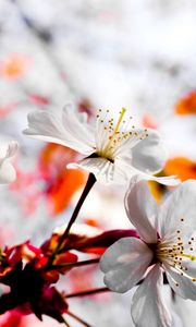 Preview wallpaper flower, blossom, branch, plant, spring