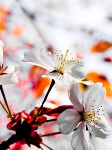 Preview wallpaper flower, blossom, branch, plant, spring