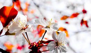 Preview wallpaper flower, blossom, branch, plant, spring