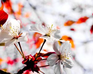 Preview wallpaper flower, blossom, branch, plant, spring