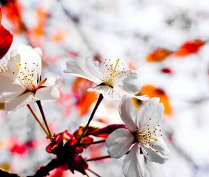 Preview wallpaper flower, blossom, branch, plant, spring