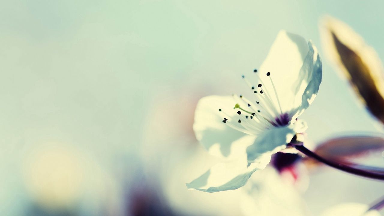 Wallpaper flower, blossom, branch, stamens, plant