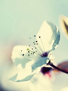 Preview wallpaper flower, blossom, branch, stamens, plant