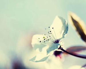 Preview wallpaper flower, blossom, branch, stamens, plant