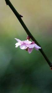 Preview wallpaper flower, blossom, branch, blurring