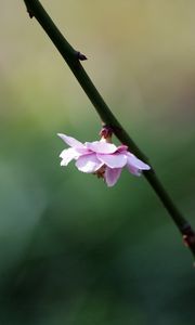 Preview wallpaper flower, blossom, branch, blurring