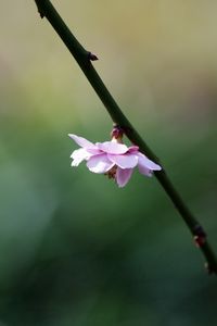 Preview wallpaper flower, blossom, branch, blurring