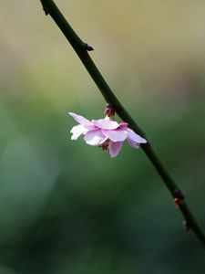 Preview wallpaper flower, blossom, branch, blurring