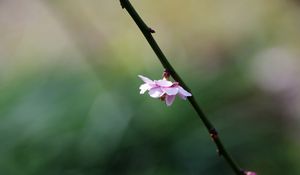 Preview wallpaper flower, blossom, branch, blurring