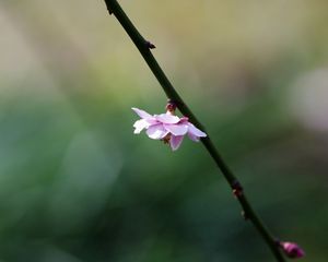 Preview wallpaper flower, blossom, branch, blurring