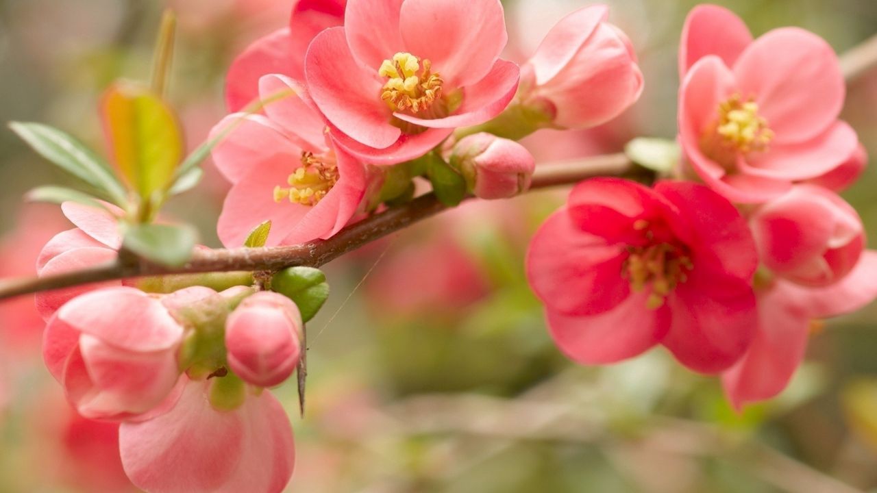Wallpaper flower, blossom, pink, branch, bright