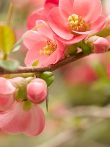 Preview wallpaper flower, blossom, pink, branch, bright