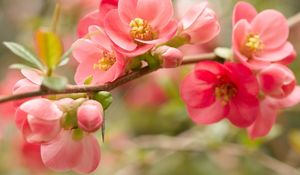 Preview wallpaper flower, blossom, pink, branch, bright