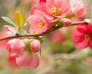 Preview wallpaper flower, blossom, pink, branch, bright