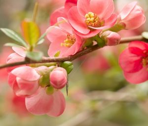 Preview wallpaper flower, blossom, pink, branch, bright
