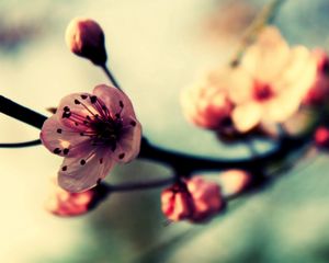 Preview wallpaper flower, blossom, plant, spring