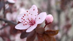 Preview wallpaper flower, blossom, plant, spring