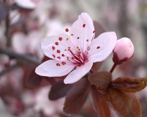 Preview wallpaper flower, blossom, plant, spring