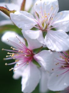 Preview wallpaper flower, blossom, plant, spring