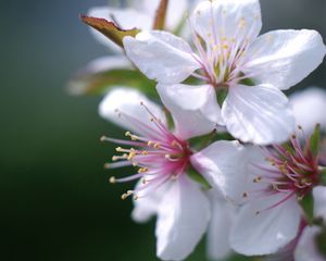 Preview wallpaper flower, blossom, plant, spring