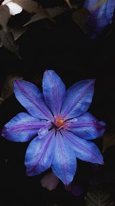 Preview wallpaper flower, blue, bloom, plant, closeup