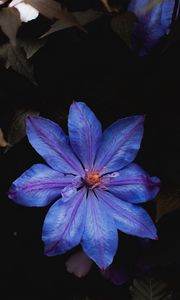 Preview wallpaper flower, blue, bloom, plant, closeup