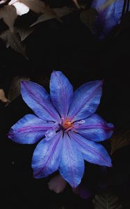 Preview wallpaper flower, blue, bloom, plant, closeup