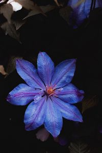 Preview wallpaper flower, blue, bloom, plant, closeup