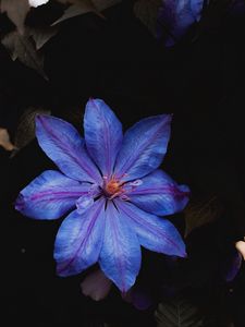 Preview wallpaper flower, blue, bloom, plant, closeup