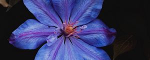 Preview wallpaper flower, blue, bloom, plant, closeup