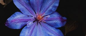 Preview wallpaper flower, blue, bloom, plant, closeup