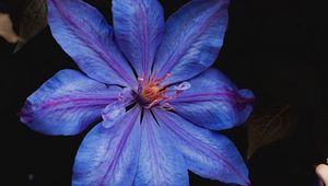 Preview wallpaper flower, blue, bloom, plant, closeup