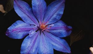 Preview wallpaper flower, blue, bloom, plant, closeup