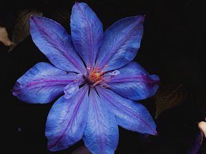 Preview wallpaper flower, blue, bloom, plant, closeup