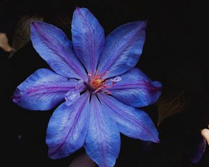 Preview wallpaper flower, blue, bloom, plant, closeup