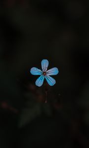 Preview wallpaper flower, blue, bloom, plant, closeup