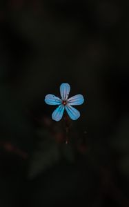 Preview wallpaper flower, blue, bloom, plant, closeup