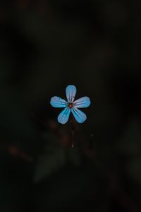 Preview wallpaper flower, blue, bloom, plant, closeup