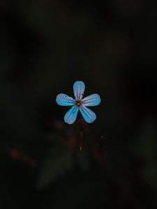 Preview wallpaper flower, blue, bloom, plant, closeup
