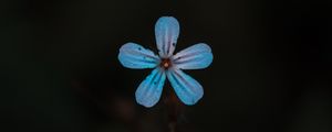 Preview wallpaper flower, blue, bloom, plant, closeup
