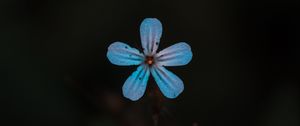 Preview wallpaper flower, blue, bloom, plant, closeup