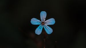 Preview wallpaper flower, blue, bloom, plant, closeup