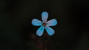 Preview wallpaper flower, blue, bloom, plant, closeup