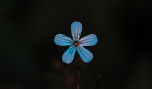 Preview wallpaper flower, blue, bloom, plant, closeup